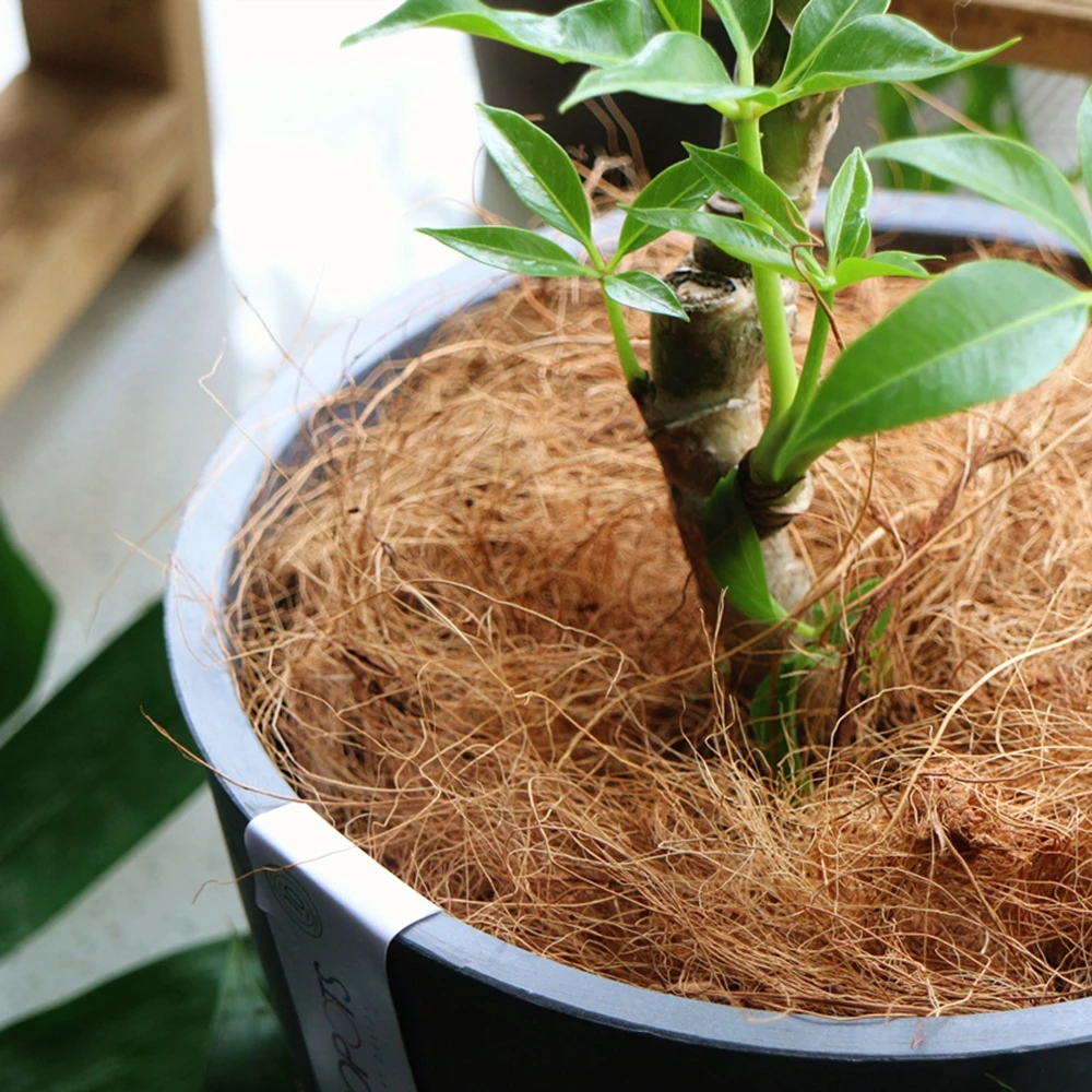 Natural Casca De Coco Fibra Fl - Sphagnum Moss Dry avaliação e preço